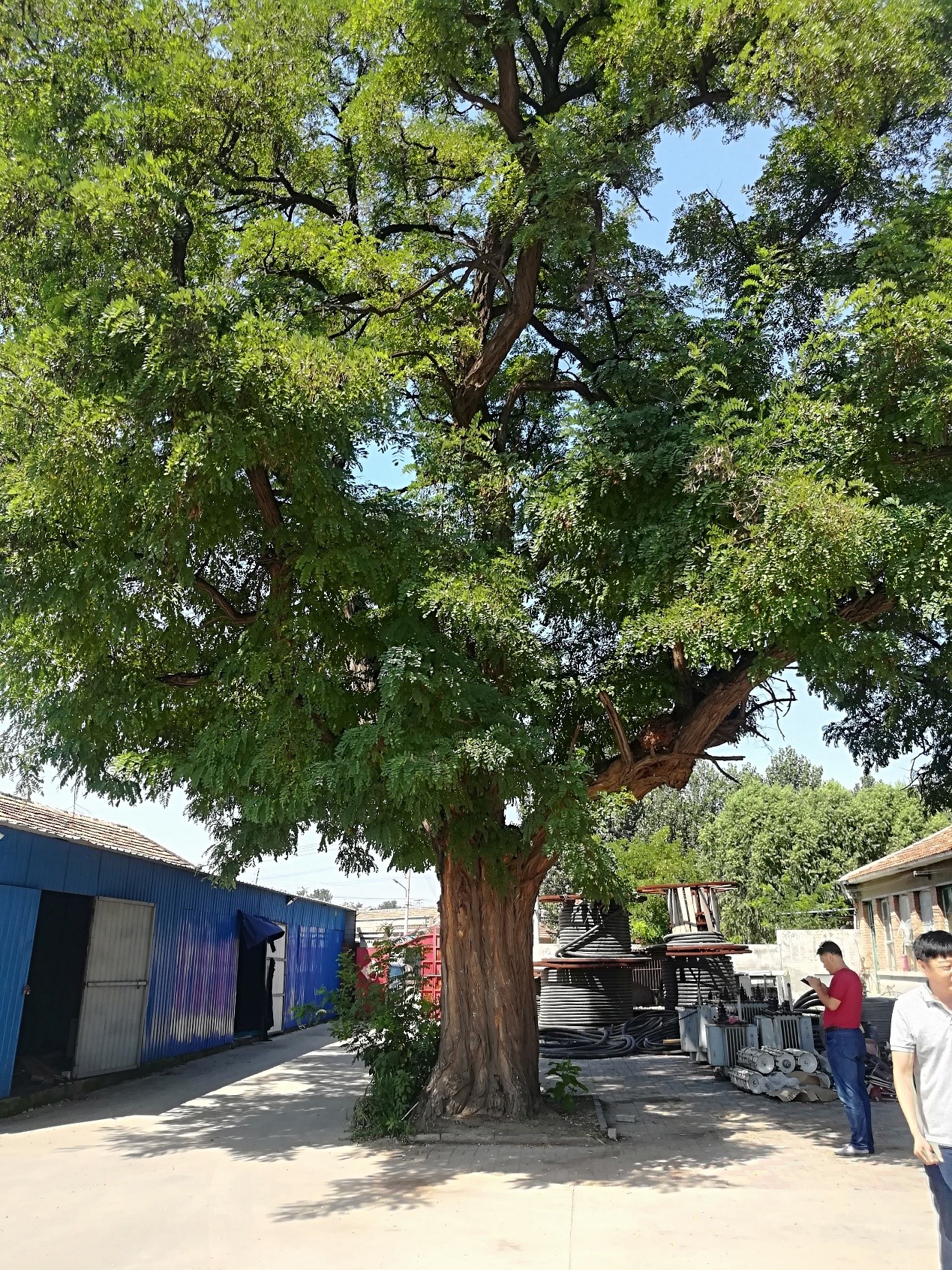 在邯郸最美的季节 瞻仰天下第一槐 -固新古槐公园-东北门游记